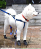 Image of Dog Rain Boots