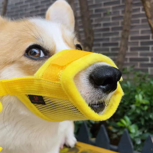 dog-muzzle